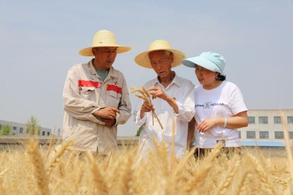 陕西杨凌职院两个小麦新品种通过国审 陕西杨凌职院两个小麦新品种通过国审