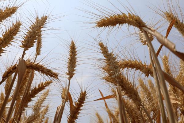 陕西杨凌职院两个小麦新品种通过国审 陕西杨凌职院两个小麦新品种通过国审