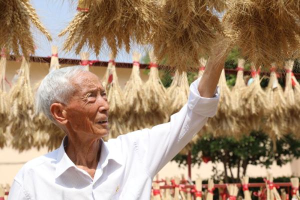 陕西杨凌职院两个小麦新品种通过国审 陕西杨凌职院两个小麦新品种通过国审